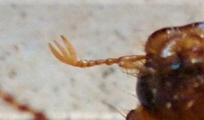 Amphimallon atrum