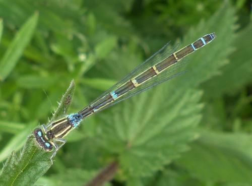Réf. 231 207 : Coenagrion scitulum