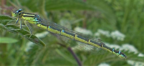 Coenagrion scitulum