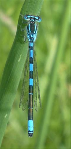 Réf. 231 202 : Coenagrion scitulum