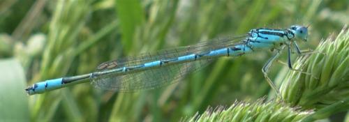 Coenagrion scitulum