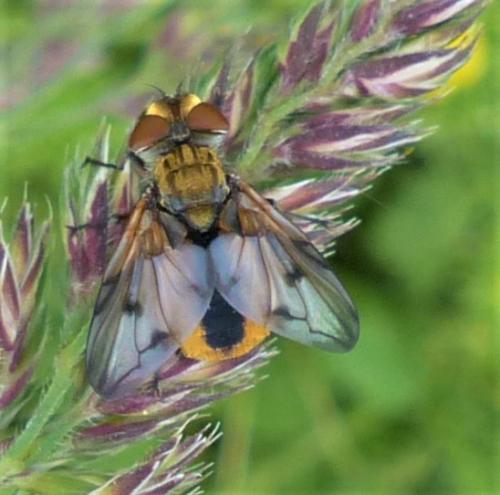 Ectophasia crassipennis