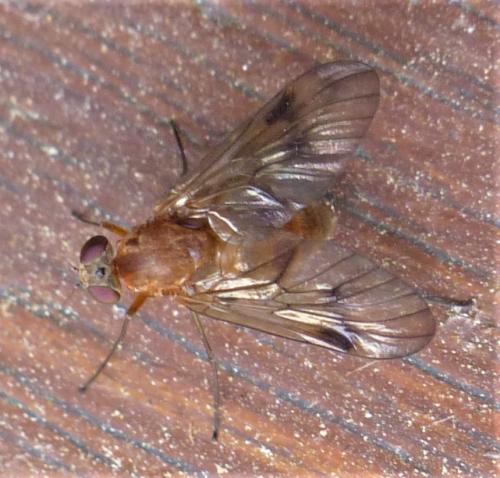 Chrysopilus laetus
