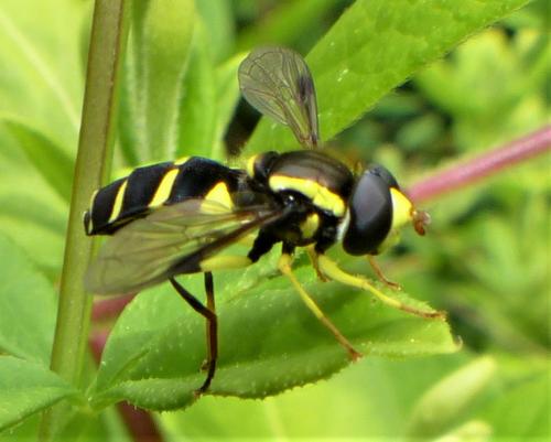 Philhelius pedissequus