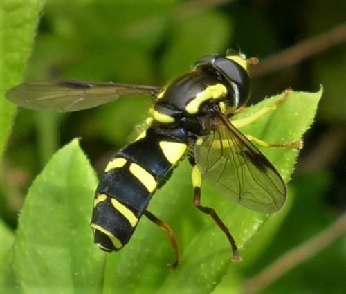 Philhelius pedissequus