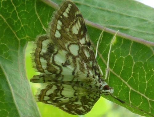 Réf. 231 447 : Elophila nymphaeata