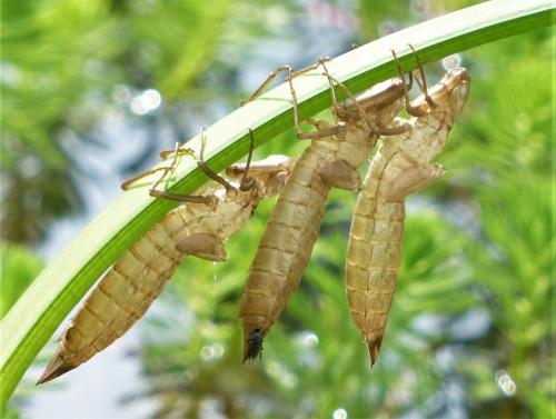 Anax sp.