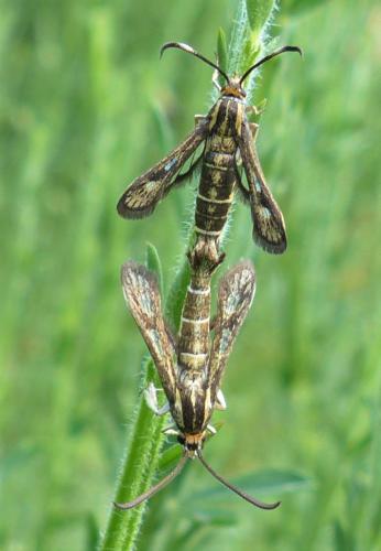 Pyropteron meriaeformis