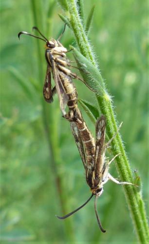 Pyropteron meriaeformis