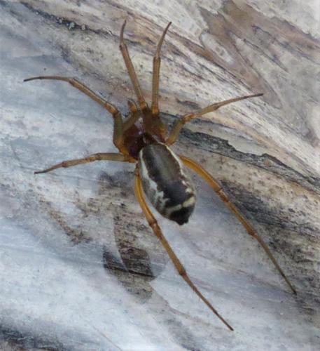 Réf. 231 744 : Frontinellina frutetorum