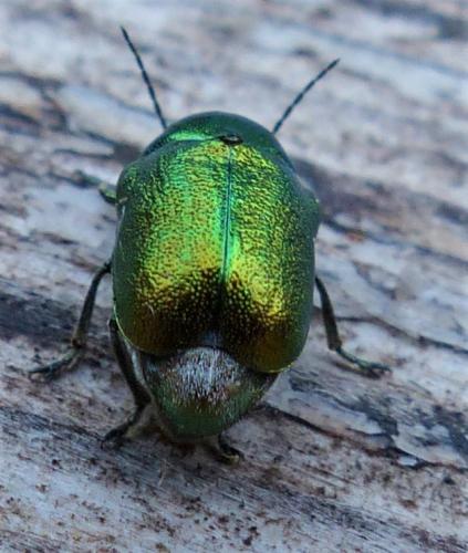 Cryptocephalus sp.