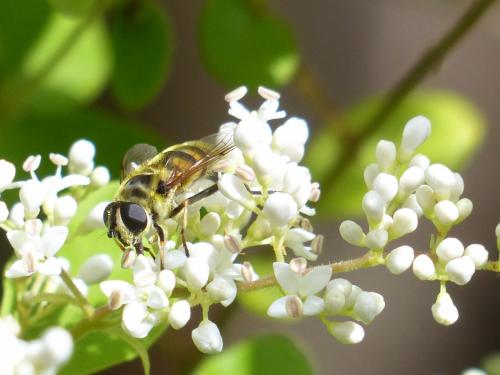 Myathropa florea