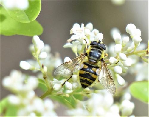 Myathropa florea