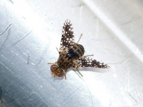 Réf. 231 725 : Dithryca guttularis