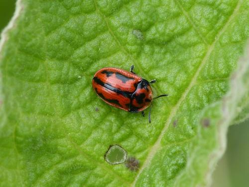 Réf. 231 721 : Pilemostoma fastuosa