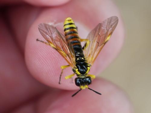 Réf. 231 424 : Elinora baetica dominiquei
