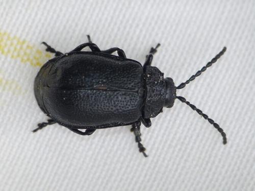 Réf. 231 421 : Galeruca tanaceti