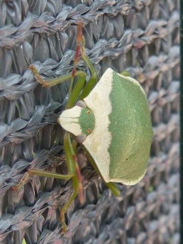 Nezara viridula