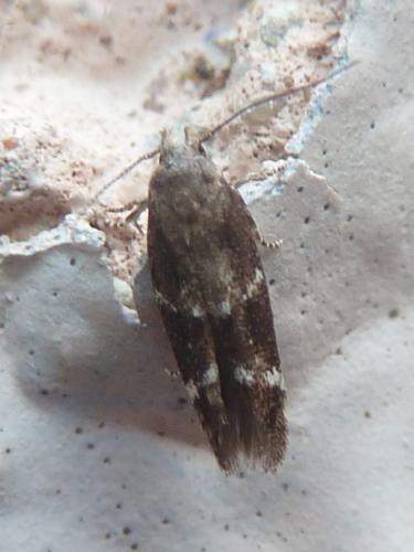 Mompha sp.