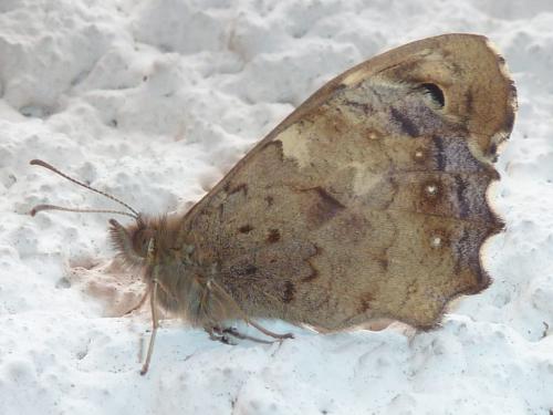 Pararge aegeria
