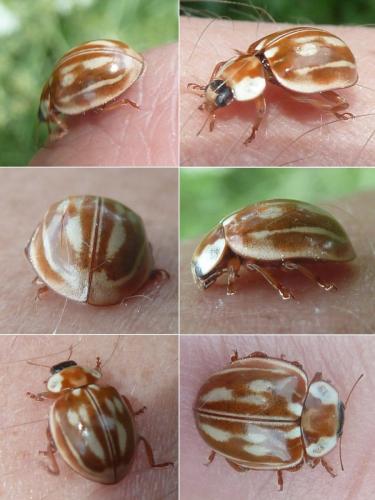 Myzia oblongoguttata