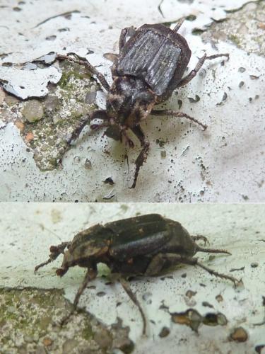 Valgus hemipterus