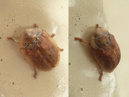 Réf. 231 422 : Hypocassida subferruginea