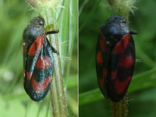 Cercopis vulnerata