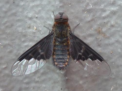 Réf. 231 649 : Hemipenthes morio