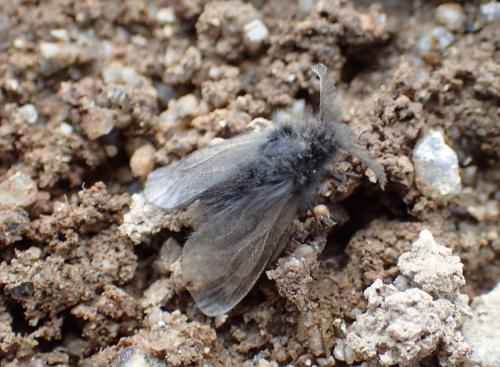 Oiketicinae