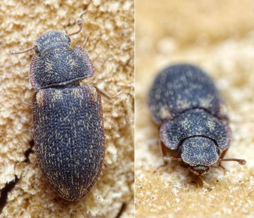 Réf. 231 145 : Colobicus hirtus