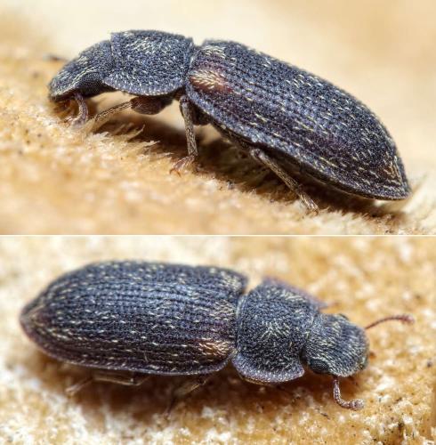 Réf. 231 144 : Colobicus hirtus