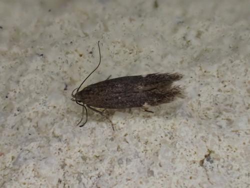 Réf. 231 029 : Aproaerema anthyllidella