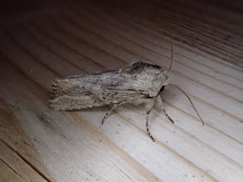 Réf. 231 030 : Egira conspicillaris