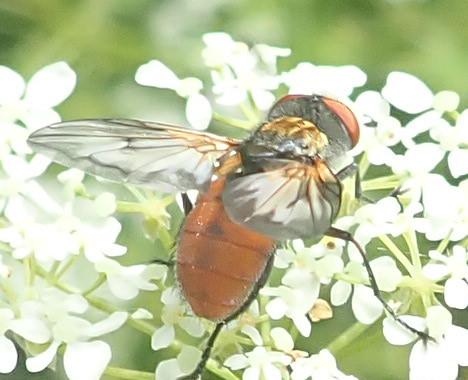 Ectophasia oblonga