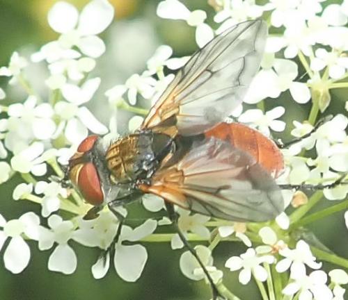 Ectophasia oblonga