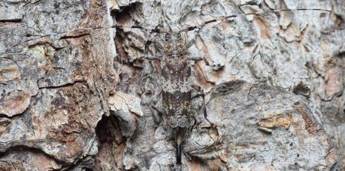 Acanthocinus griseus