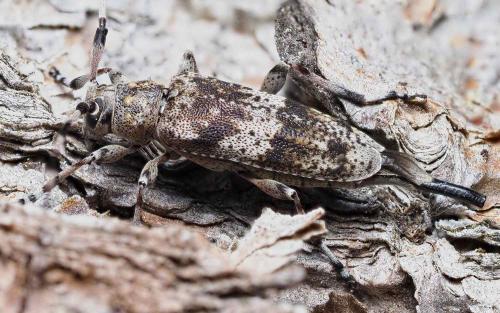 Acanthocinus griseus