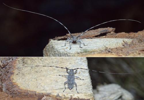 Acanthocinus aedilis