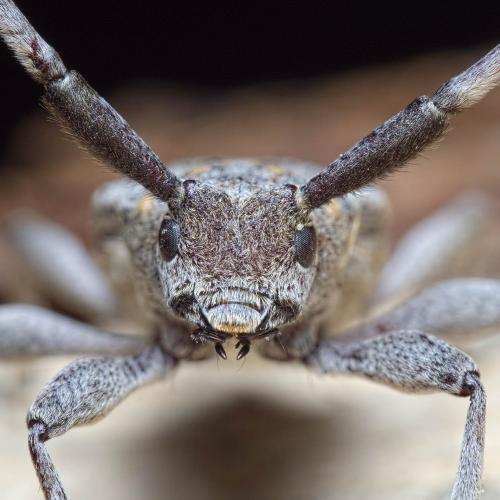 Acanthocinus aedilis