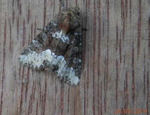 Oligia strigilis