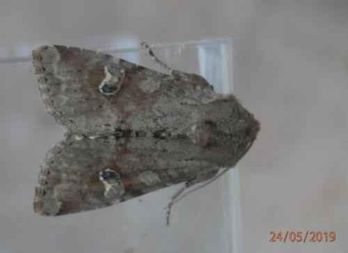 Réf. 231 769 : Apamea sordens