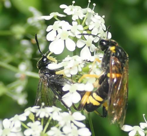 Réf. 231 239 : Macrophya montana