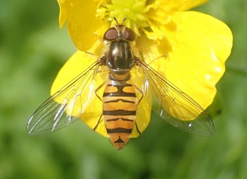 Episyrphus balteatus