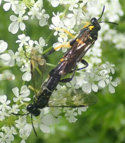 Réf. 231 249 : Macrophya montana