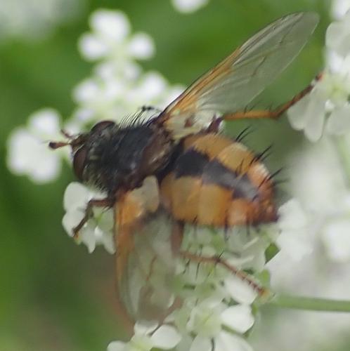 Réf. 231 562 : Tachina fera