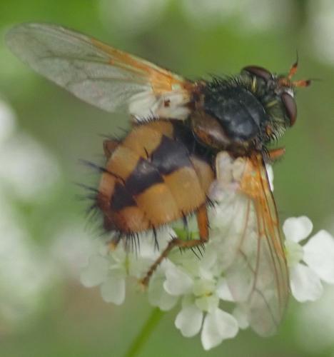 Réf. 231 504 : Tachina fera