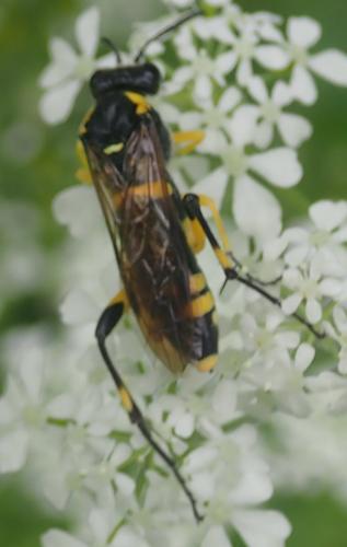 Macrophya montana