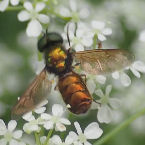 Réf. 231 502 : Chloromyia formosa