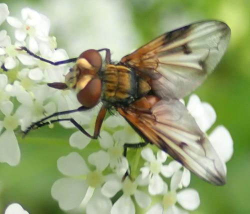 Ectophasia crassipennis